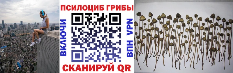 Купить закладки  Краснозаводск  Псилоцибиновые грибы GOLDEN TEACHER 
